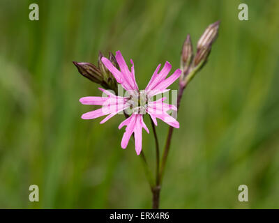 Lychnis flos-cuculi, Ragged robin. Pink wild spring flower. Stock Photo