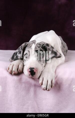 lying Great Dane Puppy Stock Photo
