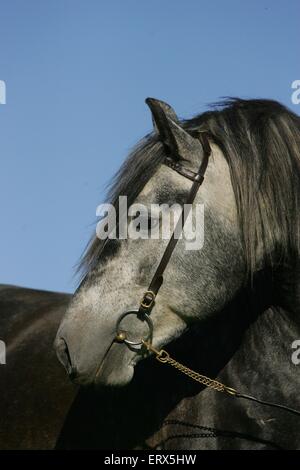 Pura Raza Espanola stallion Stock Photo