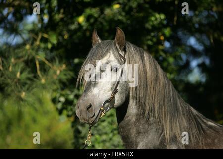 Pura Raza Espanola stallion Stock Photo