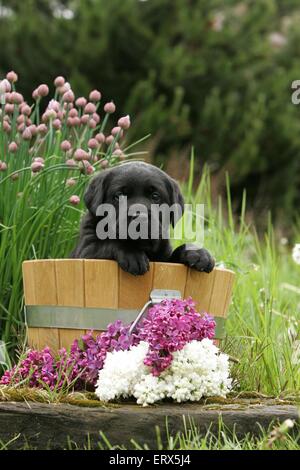 Labrador Puppy in bucket Stock Photo