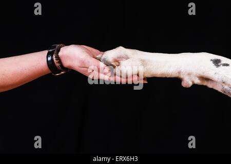 Great Dane gives paw Stock Photo