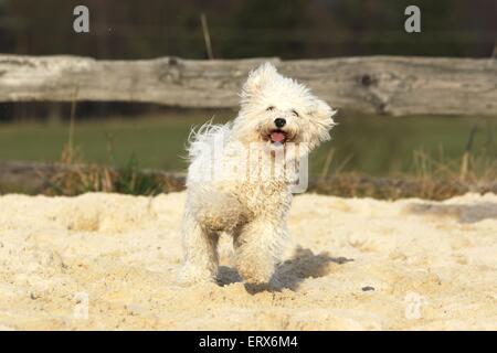 running Bichon Frise Stock Photo