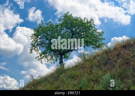 Lonely apricot tree on a hill against afternoon sky - winter seasonal ...