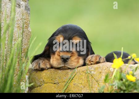 English Cocker Spaniel Puppy Stock Photo