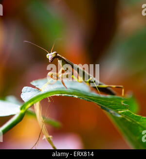 Praying mantis on leaf Madagascar Stock Photo