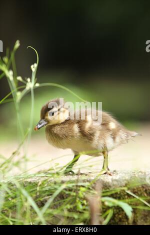 young Mandarin duck Stock Photo
