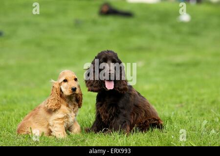 young English Cocker Spaniels Stock Photo