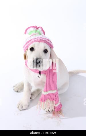 cute labrador retriever puppy wearing bunny ears and bow tie is sitting ...