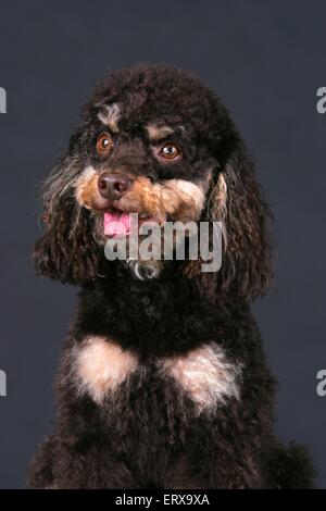 Poodle Portrait Stock Photo