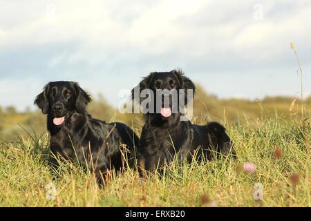 lying Flat Coated Retriever Stock Photo