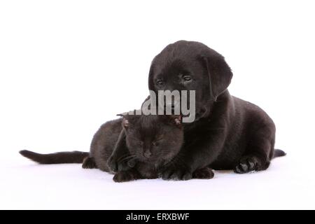 Labrador Retriever Puppy and cat Stock Photo