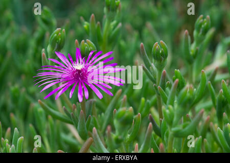 Delosperma cooperi. Trailing Ice Plant flowering Stock Photo