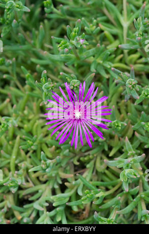 Delosperma cooperi. Trailing Ice Plant flowering Stock Photo