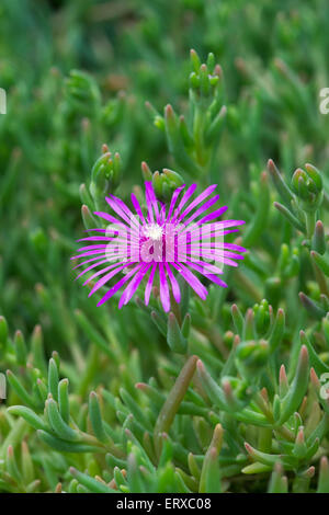 Delosperma cooperi. Trailing Ice Plant flowering Stock Photo