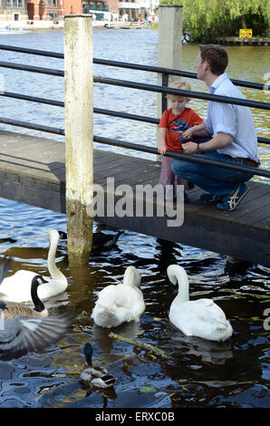 A father and young son feed the swans, ducks and geese on The River Thames. Stock Photo