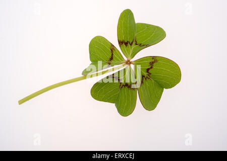 Four leaf clover on a white background Stock Photo