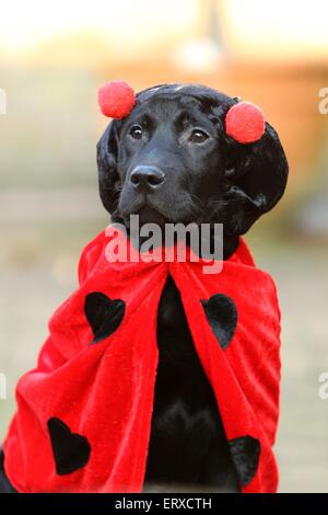 Labrador Retriever Puppy Stock Photo