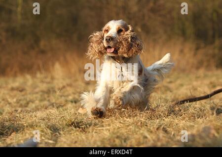 running English Cocker Spaniel Stock Photo
