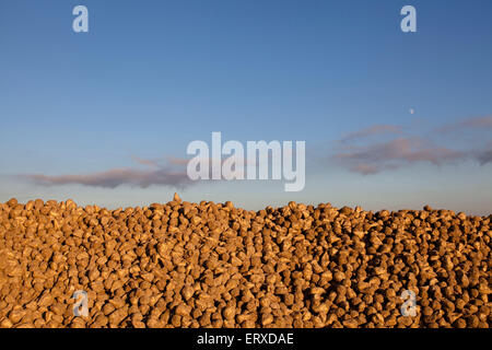 Europe, Germany, sugar beets on a field near Grevenbroich. Stock Photo