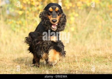 running English Cocker Spaniel Stock Photo