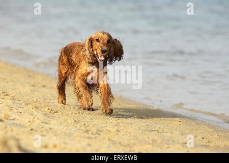 running English Cocker Spaniel Stock Photo