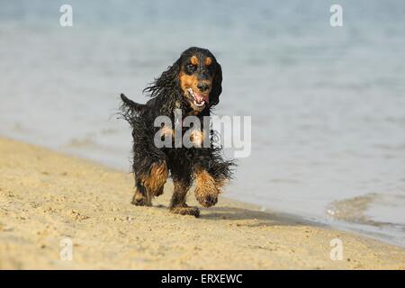 running English Cocker Spaniel Stock Photo