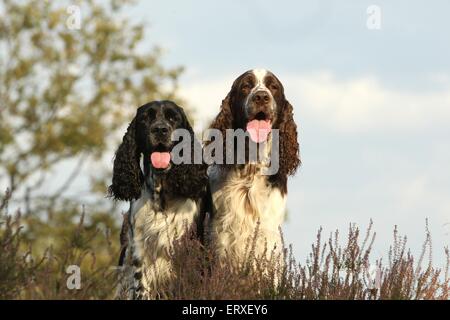 English Springer Spaniels Stock Photo - Alamy