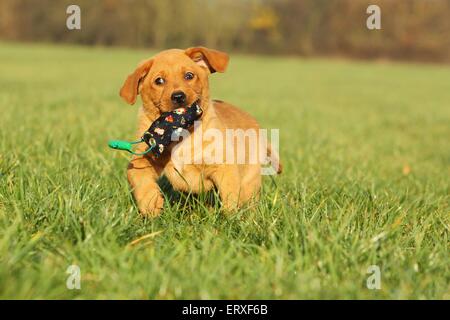 Labrador Retriever Puppy Stock Photo