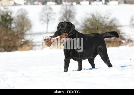 retrieving Labrador Retriever Stock Photo