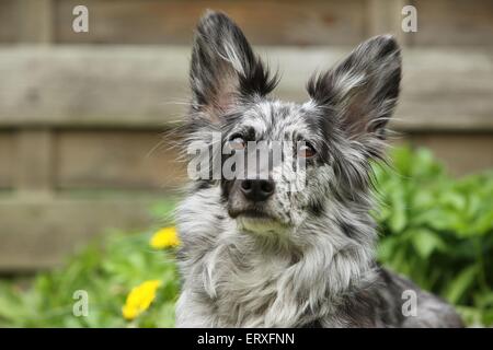 Alpine Shepherd Portrait Stock Photo