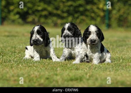 English Cocker Spaniel Puppies Stock Photo