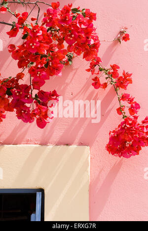 Bougainvillea growing over the doorway of a pastel painted home in Kefalonia, Greece Stock Photo