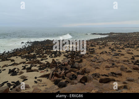 Colony of cape fur seals from Cape Point, Namibia Stock Photo
