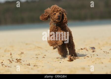 running Miniature Poodle Stock Photo