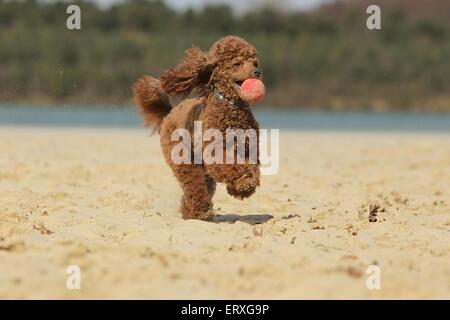 playing Miniature Poodle Stock Photo