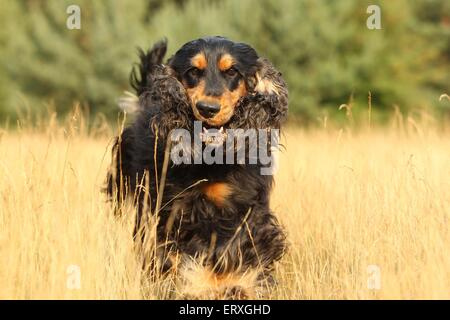 running English Cocker Spaniel Stock Photo