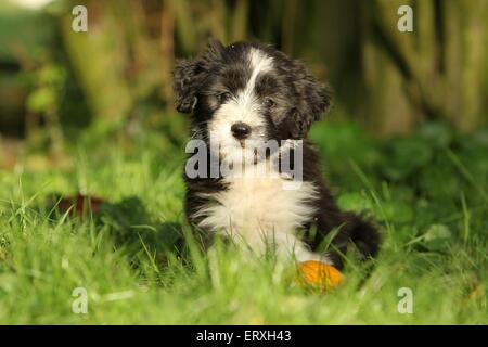 Bearded Collie Puppy Stock Photo