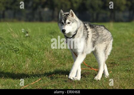 siberian husky dog walking in park Stock Photo - Alamy