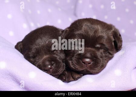 2 Labrador Retriever Puppies Stock Photo