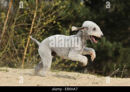 running Bedlington Terrier Stock Photo