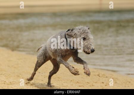 running Bedlington Terrier Stock Photo