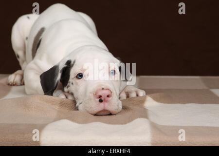 Great Dane puppy Stock Photo