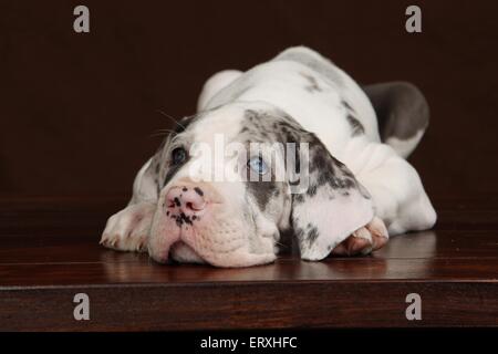 Great Dane puppy Stock Photo