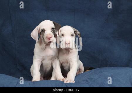 2 Great Dane puppies Stock Photo