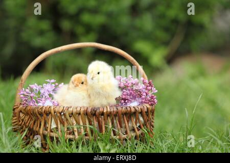 Partridge Brahma chicks Stock Photo