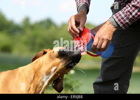 drinking German Boxer Stock Photo