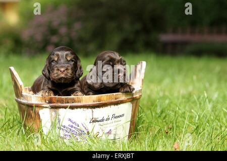 English Cocker Spaniel Puppies Stock Photo