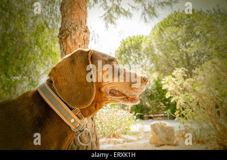 German short-haired pointer outdoors. Natural light and colors Stock Photo