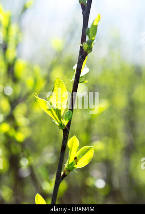 spring cherry leaves Stock Photo